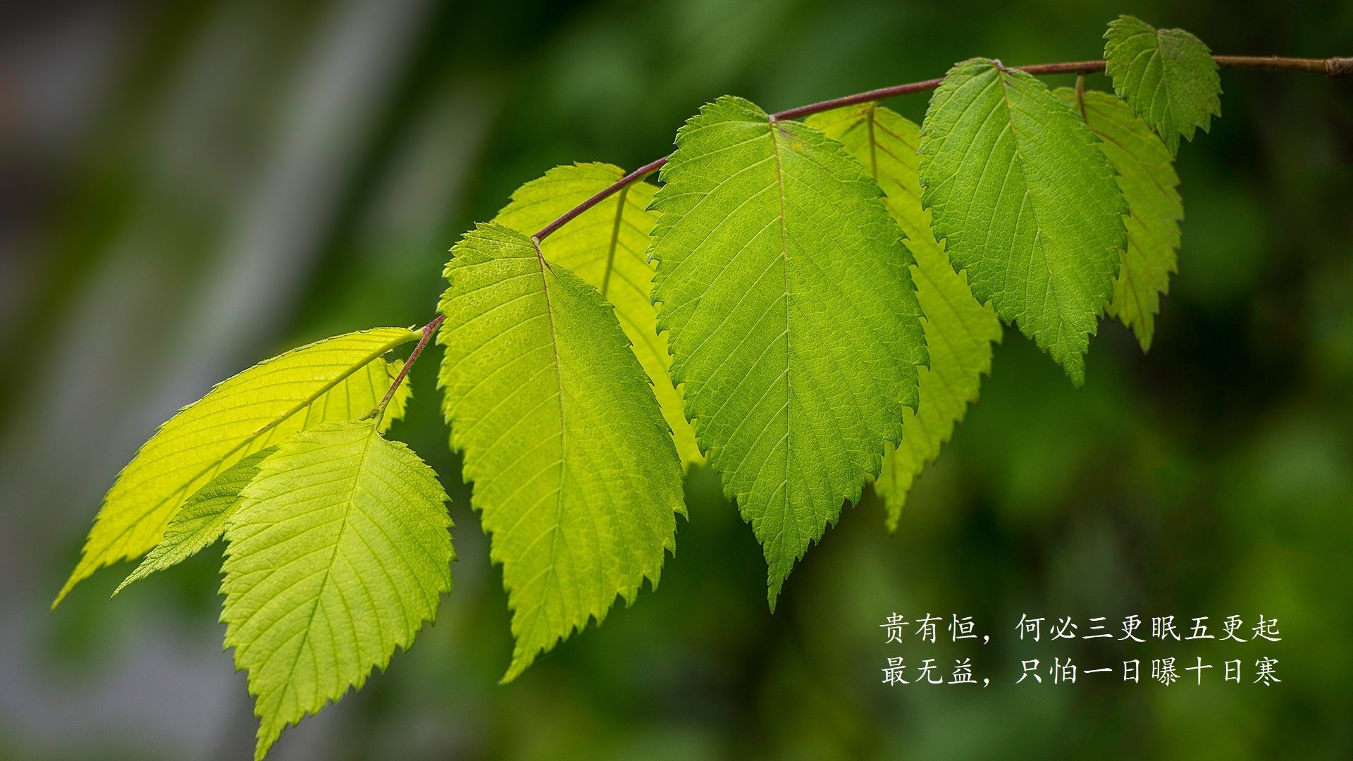 48队乱战时代的球探橱窗：2026世界杯首轮过后身价预计暴涨的五大超级新星探秘